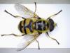 Myathropa florea